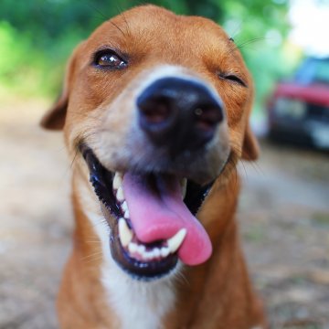 dog supplements  glucosamine top 7 happy brown dog 